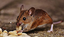 24 Hour & Emergency Exterminators in Flagstaff, AZ